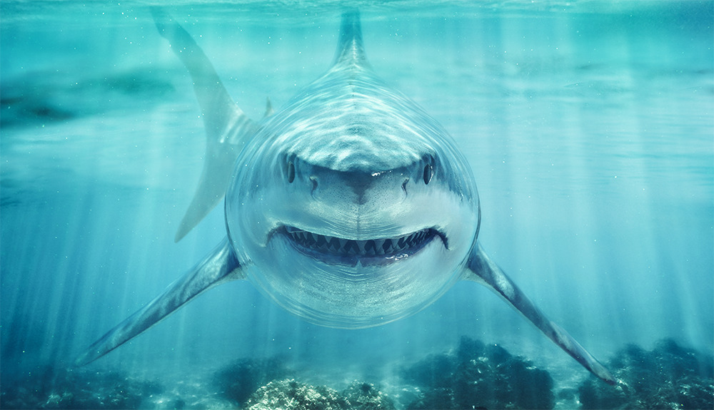 Escaping the Jaws of the Project Monster